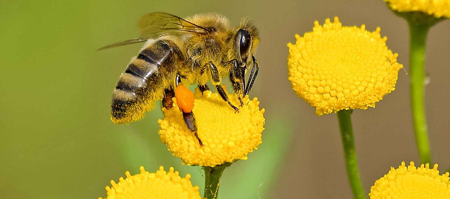 animal bee bloom blooming