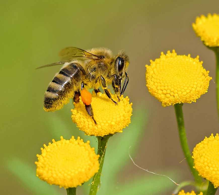 animal bee bloom blooming